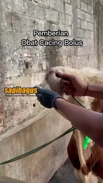 Pemberian-Obat-Cacing-Bolus